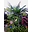 palm seedlings